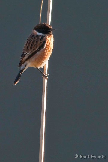 DSC_1865.jpg - Stonechat