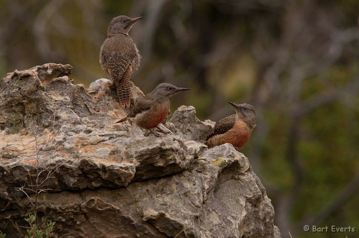 DSC_1709.jpg - Ground Woodpeckers