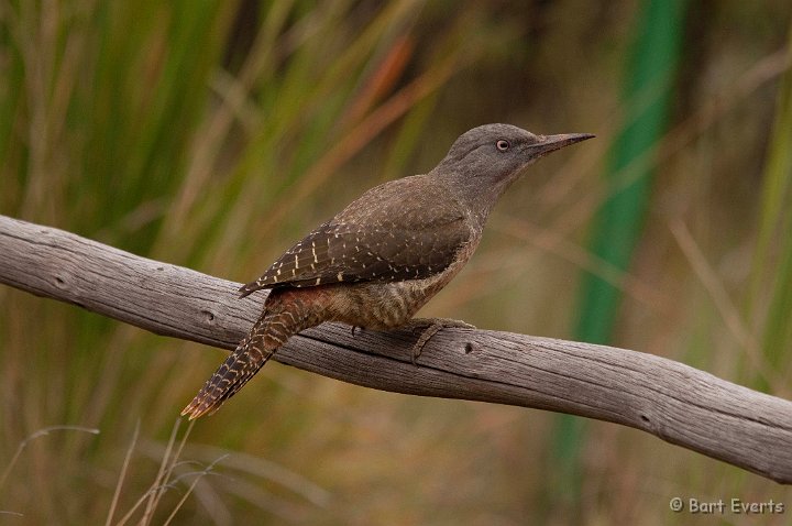 DSC_1714.jpg - Ground Woodpecker