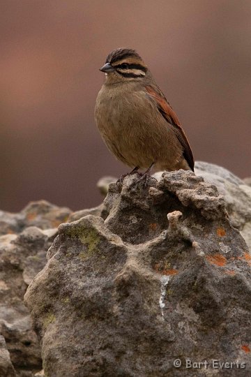 DSC_1717.jpg - Cinnamon-breasted bunting