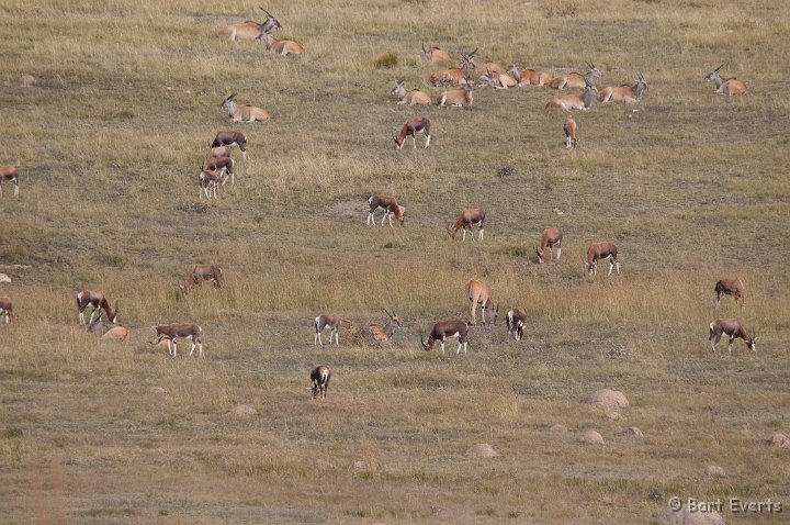 DSC_1747.jpg - Bontebokken and Elands