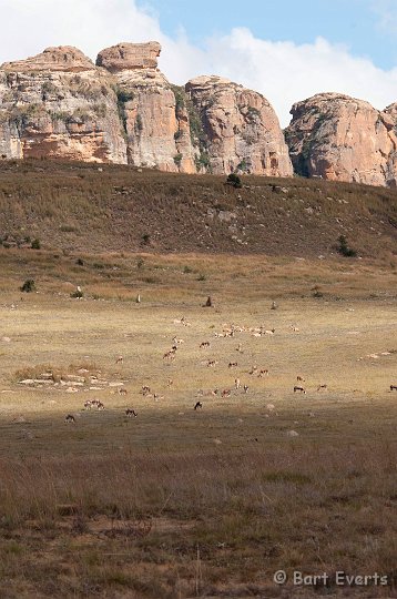 DSC_1748.jpg - Bontebokken and Elands