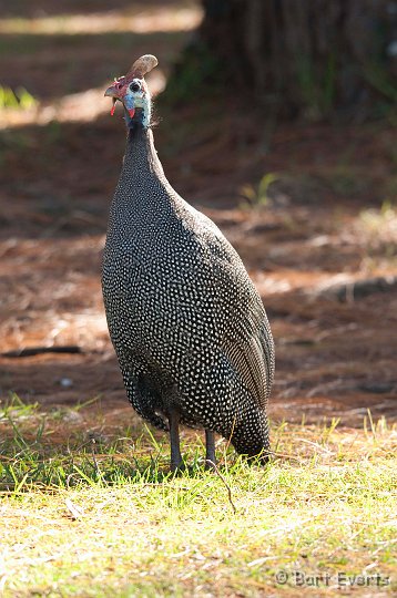 DSC_1765.jpg - Helmeted Guinneafowl