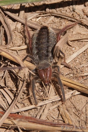 DSC_1801.jpg - Haarskeerder or Camelspider