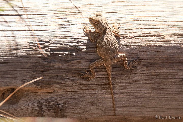 DSC_1803.jpg - Little Agama