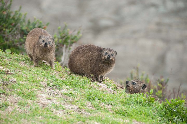 DSC_1346.jpg - Dassies