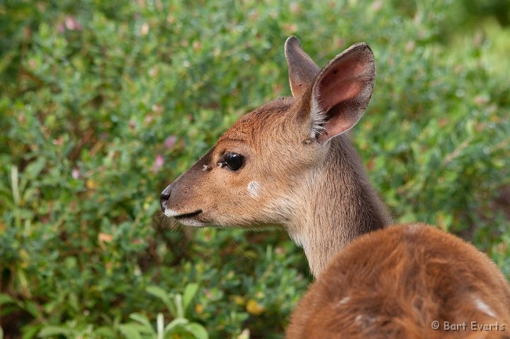 DSC_1404.jpg - young Bushbuck