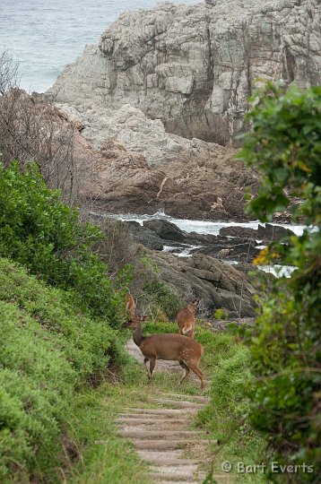 DSC_1427.jpg - Bushbuck blocking the way