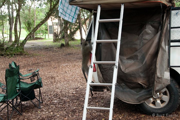 DSC_1435.jpg - Vervet monkey tries to sneak inside...