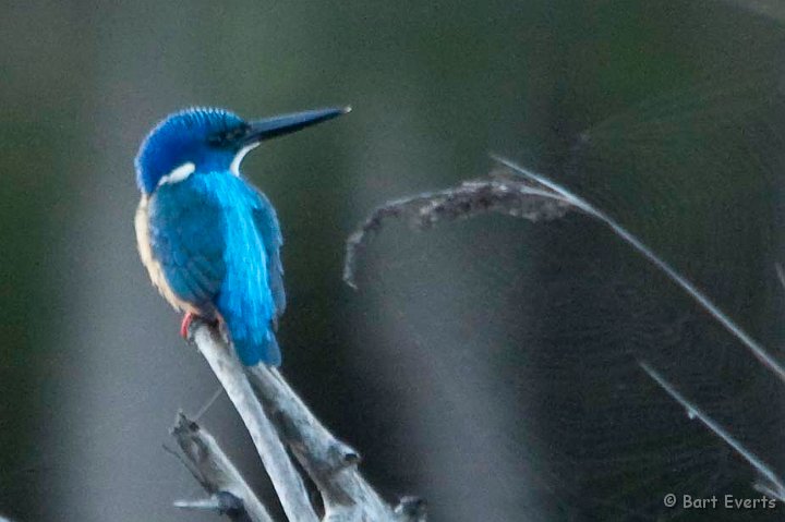 DSC_1459.jpg - Half-collared Kingfisher at Nature's Valley