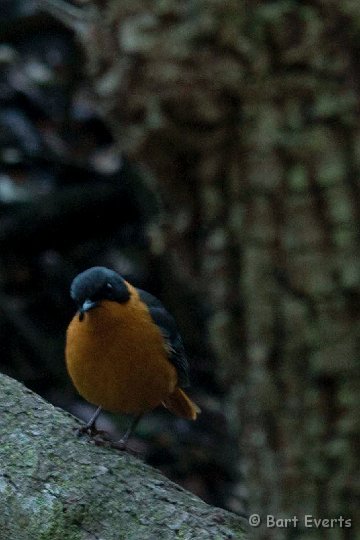 DSC_1462.jpg - Chorister Robin