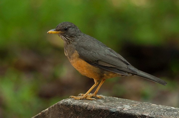 DSC_1492.jpg - Cape Thrush