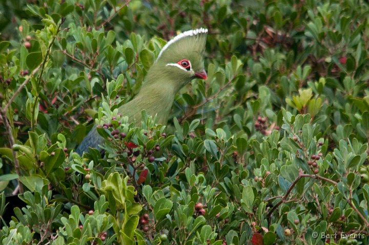 DSC_1504.jpg - Knysna Loerie