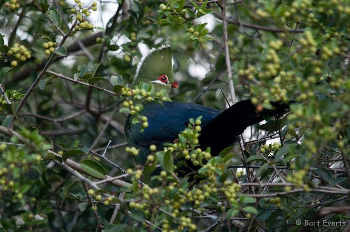 DSC_1520.jpg - Knysna Loerie