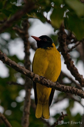 DSC_1531.jpg - Eastern Black-headed Oriole