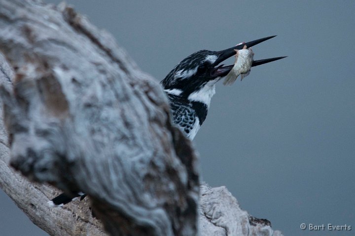 DSC_1534.jpg - Pied Kingfisher