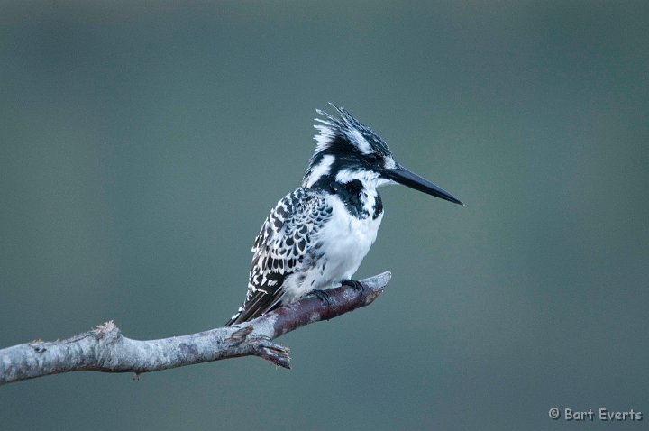 DSC_1542.jpg - Pied Kingfisher