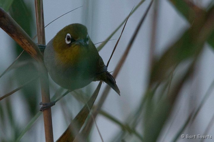 DSC_1546.jpg - Cape White-eye