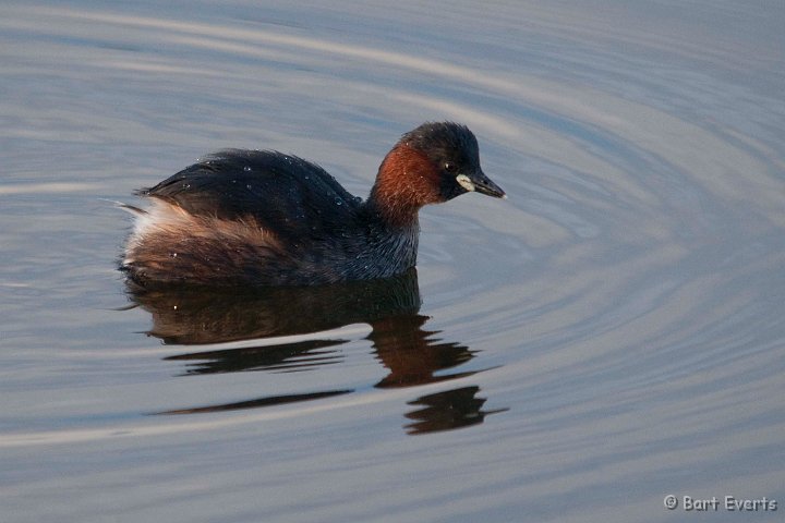 DSC_1553.jpg - Little Grebe