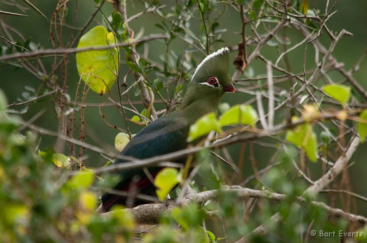 DSC_1559.jpg - Knysna Turaco