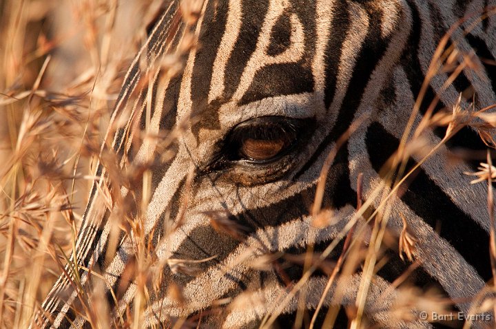 DSC_1974.jpg - Burchell's zebra