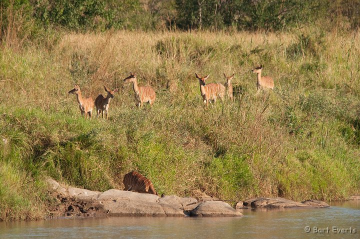 DSC_1975.jpg - Female Nyalas