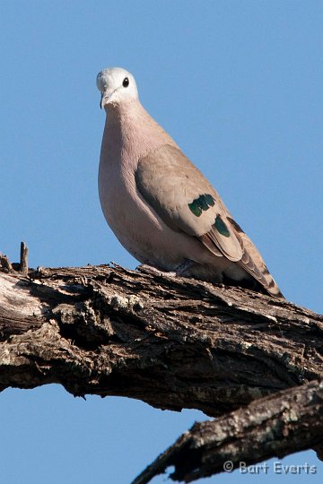 DSC_1982.jpg - Emerald Spotted Wooddove