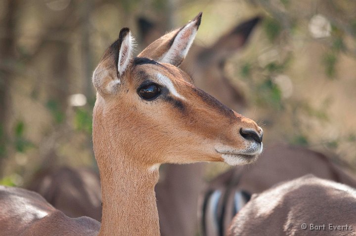 DSC_1991.jpg - Impala