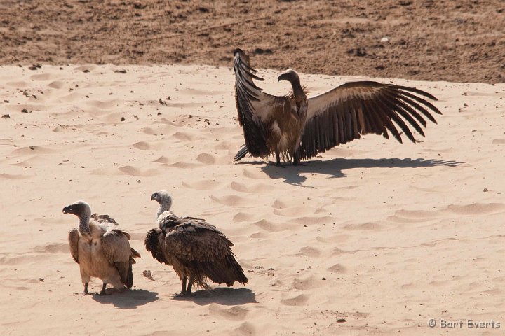 DSC_2007.jpg - White-Backed Vulture