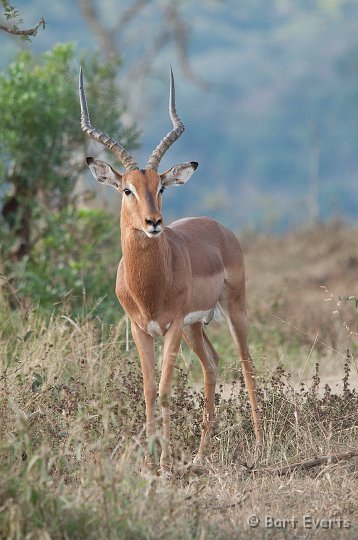 DSC_2010.jpg - Impala male