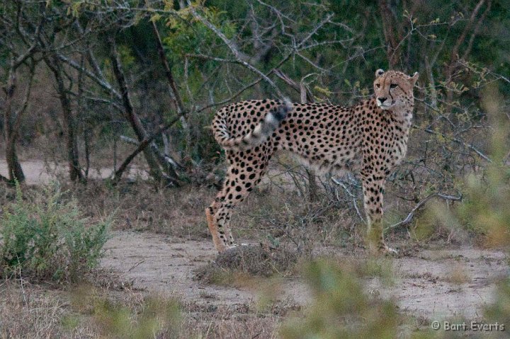 DSC_2036.jpg - Cheetah