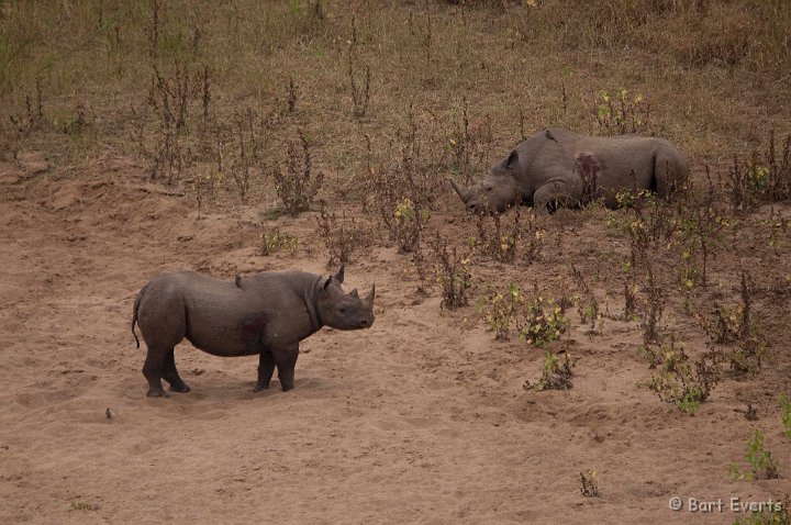 DSC_2049.jpg - Black Rhinos