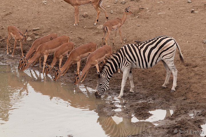 DSC_2068.jpg - Impalas and Zebra