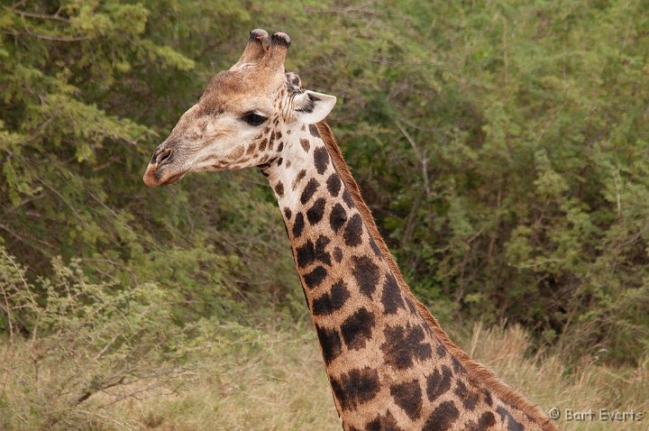 DSC_2072.jpg - Giraffe