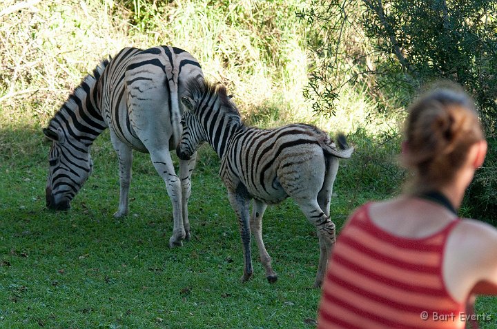 DSC_2089.jpg - Zebra at close range