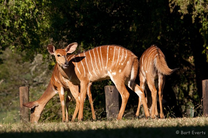 DSC_2097.jpg - female Nyalas