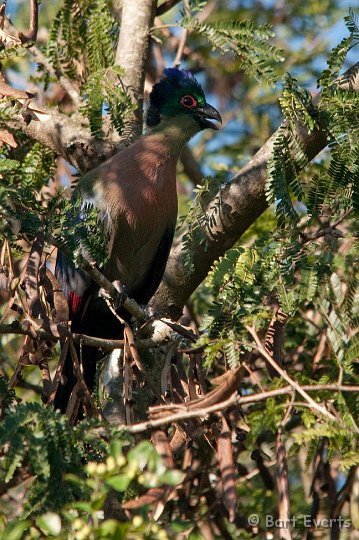 DSC_2124.jpg - Purplecrested Turaco