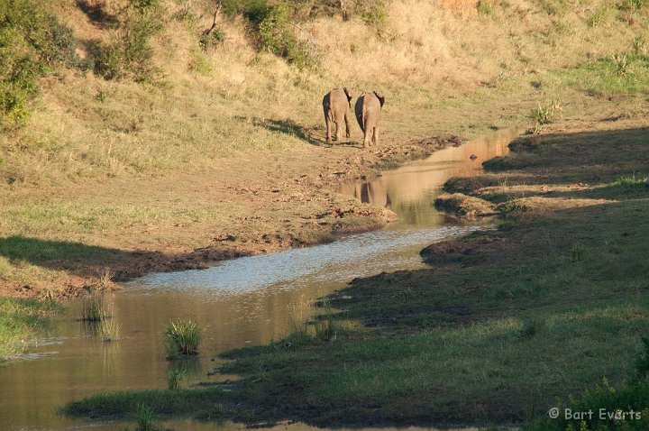 DSC_2134.jpg - Elephants