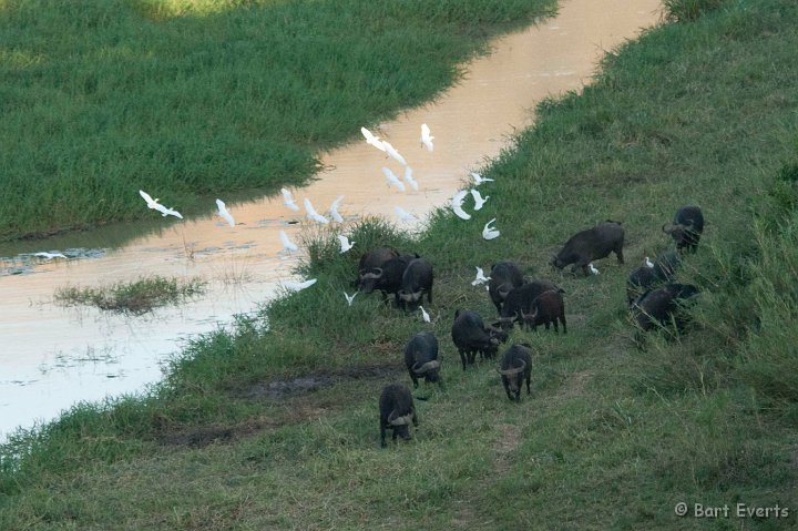 DSC_2137.jpg - Buffalos and Catte egrets