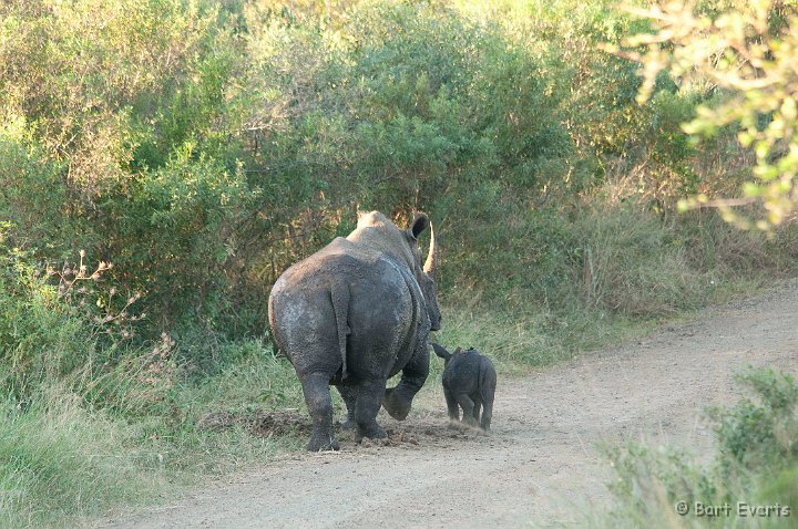 DSC_2144.jpg - White rhinos