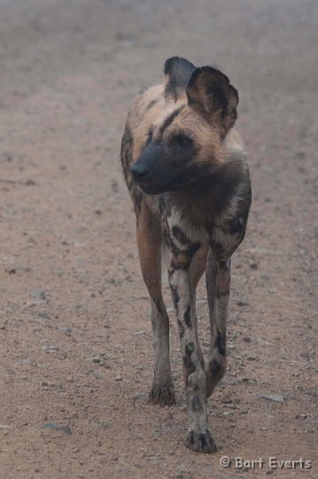 DSC_2154.jpg - Wild Dog in early morning