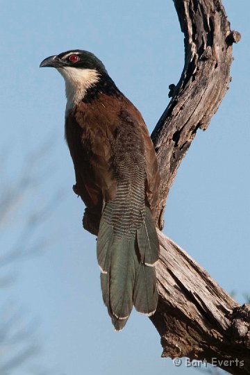 DSC_2170.jpg - Burchell's Coucal