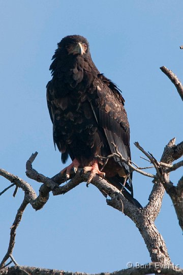 DSC_2176.jpg - Juvenile Bateleur