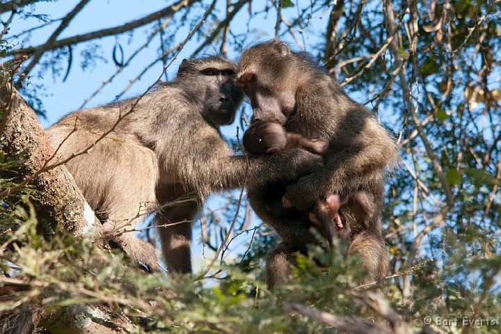 DSC_2184.jpg - Carrying Baboons