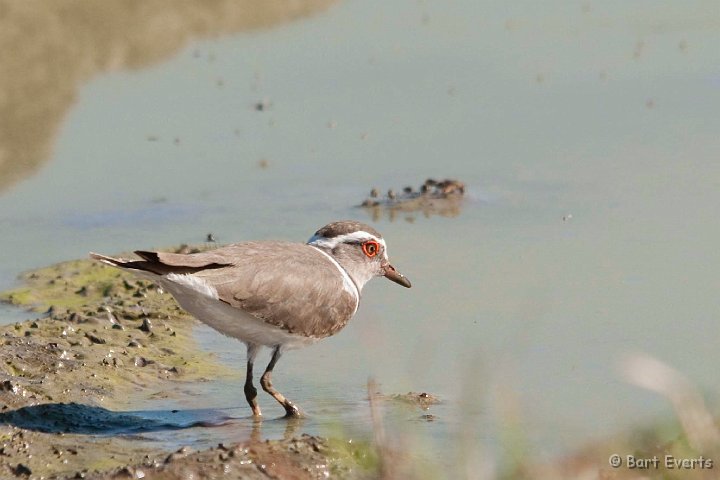 DSC_2193.jpg - Threebanded plover