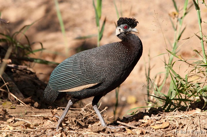 DSC_2203.jpg - Crested Guineafowl