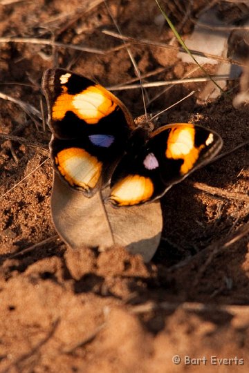 DSC_2211.jpg - Butterfly