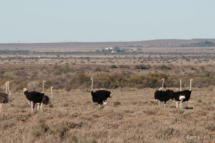 DSC_1587.jpg - ostriches