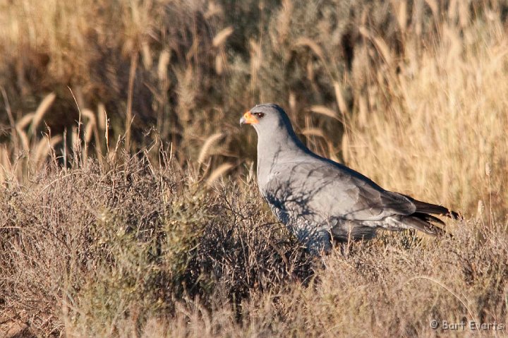 DSC_1602.jpg - Pale chanting goshawk