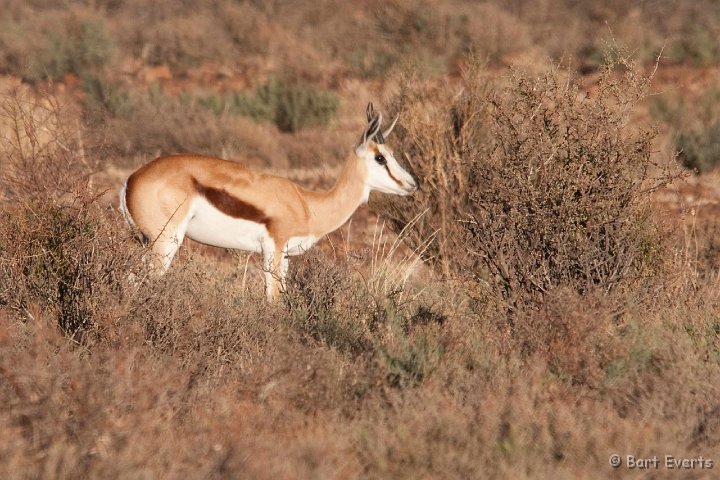 DSC_1615.jpg - springbok